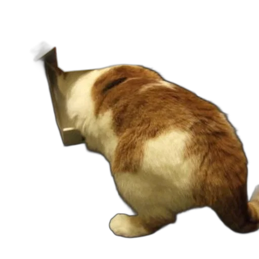 animal, creature, staff, hat transparent PNG cut-out