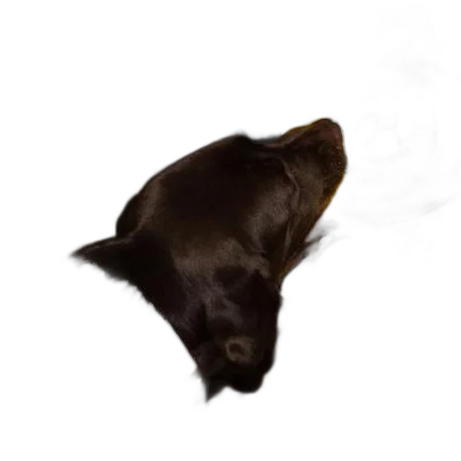 animal, creature, staff, hat transparent PNG cut-out