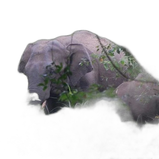 umbrella, animal, creature, dragon transparent PNG cut-out