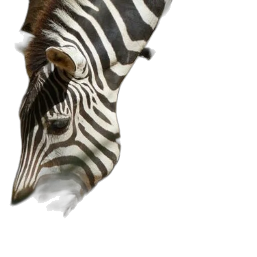 mask, animal, creature, face transparent PNG cut-out