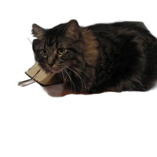 shoes, food, animal, hat transparent PNG cut-out