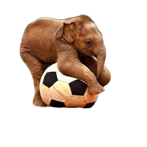 animal, playful, elephant, soccer transparent PNG cut-out