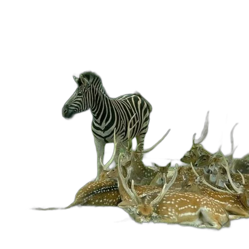 animal, dragon, creature, hair transparent PNG cut-out