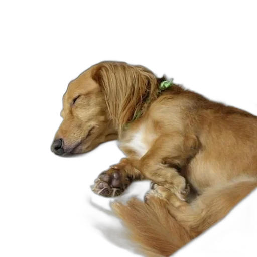 animal, staff, creature, shoes transparent PNG cut-out