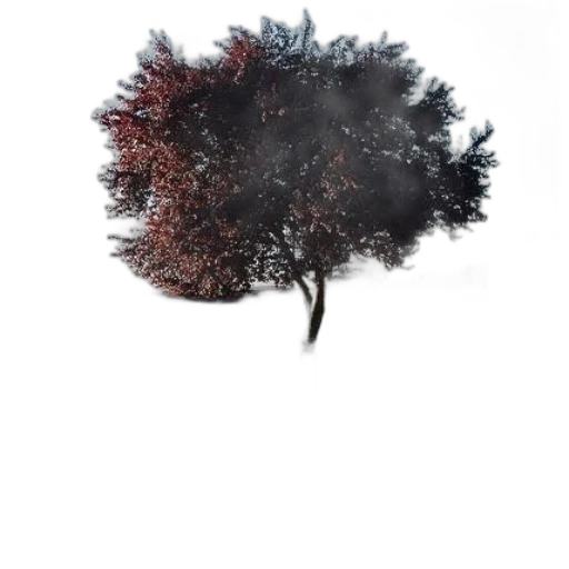 tree, hair, crown, hat transparent PNG cut-out