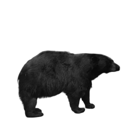 animal, creature, staff, weapon transparent PNG cut-out