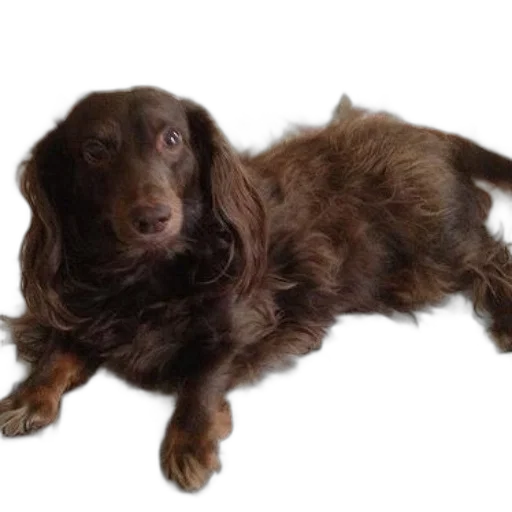 animal, creature, staff, hair transparent PNG cut-out