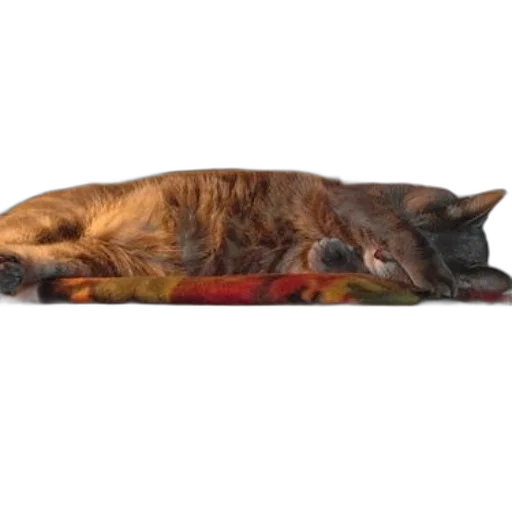 staff, animal, creature, furniture transparent PNG cut-out