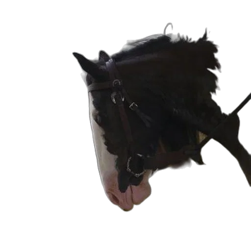 mask, crown, hat, animal transparent PNG cut-out