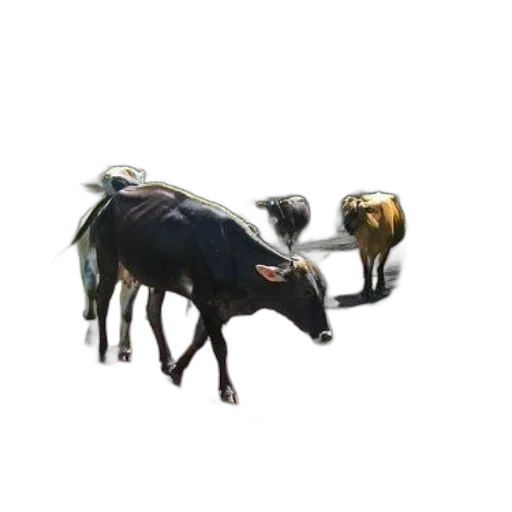 animal, creature, jewelry, weapon transparent PNG cut-out