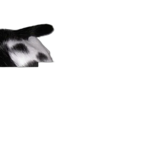 animal, creature, face, hat transparent PNG cut-out