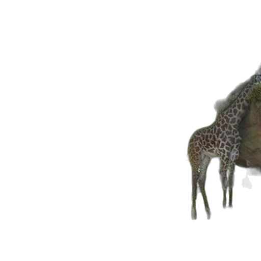 animal, creature, dragon, hat transparent PNG cut-out