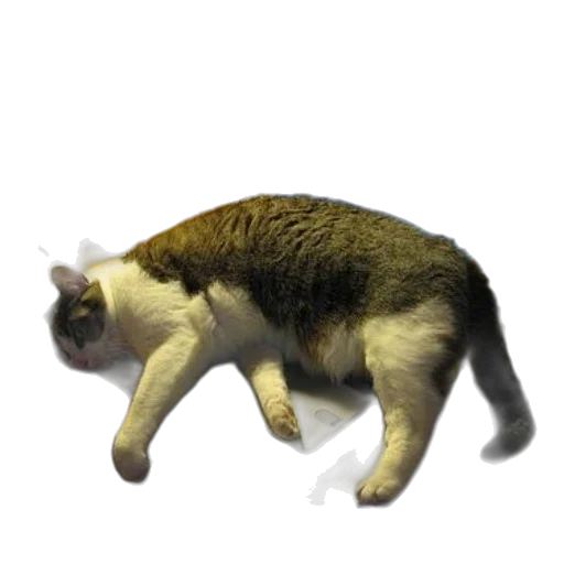 animal, creature, staff, robot transparent PNG cut-out