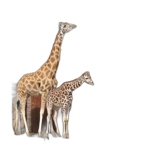 animal, creature, hat, jewelry transparent PNG cut-out