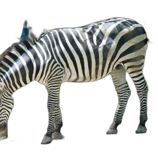 animal, creature, robot, weapon transparent PNG cut-out