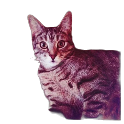 animal, creature, staff, face transparent PNG cut-out