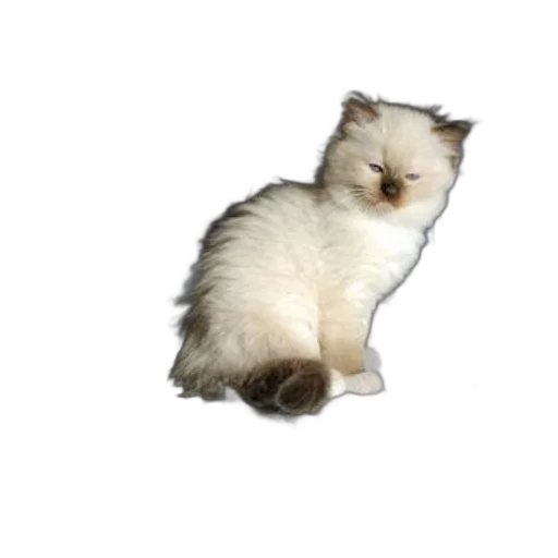 animal, hair, staff, creature transparent PNG cut-out