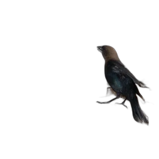 animal, creature, staff, hair transparent PNG cut-out