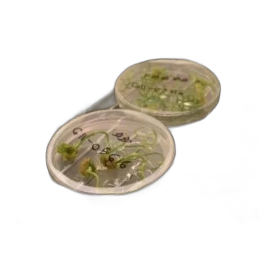 jewelry, petri, dishes, containing transparent PNG cut-out