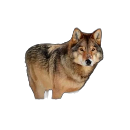 animal, creature, staff, furniture transparent PNG cut-out
