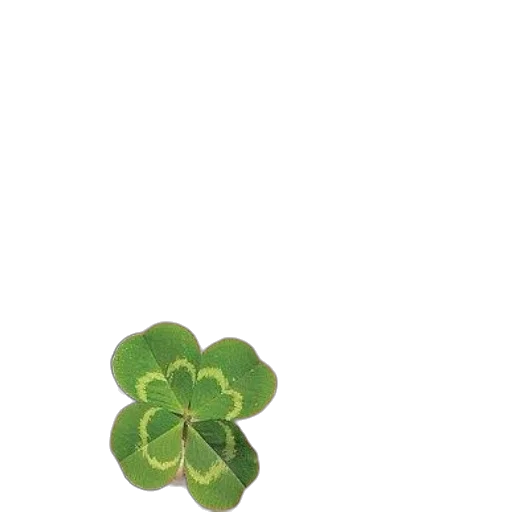 flower, jewelry, crown, tree transparent PNG cut-out