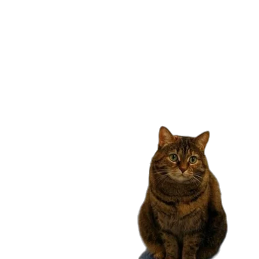 staff, animal, creature, robot transparent PNG cut-out
