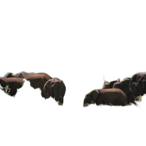 shoes, furniture, weapon, animal transparent PNG cut-out
