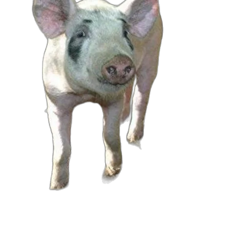 animal, creature, face, mask transparent PNG cut-out