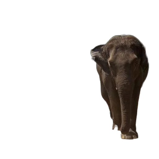 animal, creature, face, staff transparent PNG cut-out