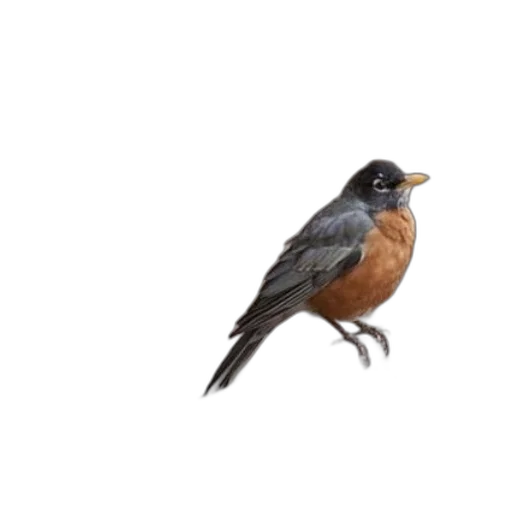 animal, photorealistic, concept art, oil painting transparent PNG cut-out