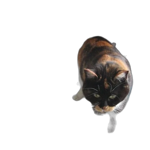 animal, creature, staff, jewelry transparent PNG cut-out