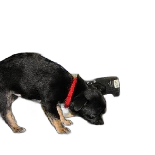 staff, animal, weapon, jewelry transparent PNG cut-out