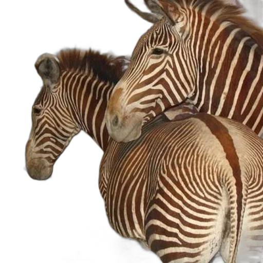animal, creature, jewelry, photorealistic transparent PNG cut-out