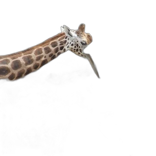 animal, creature, staff, shoes transparent PNG cut-out