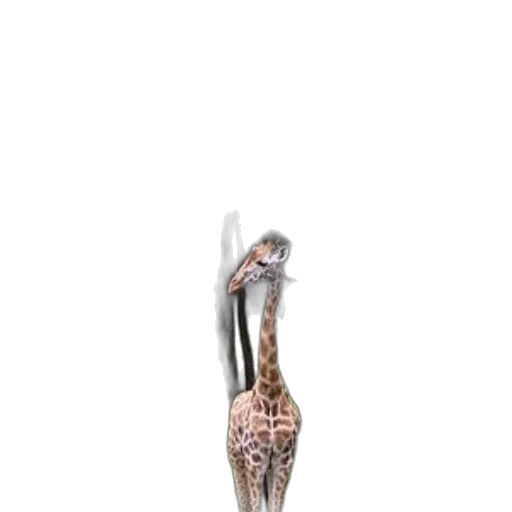 shoes, animal, creature, staff transparent PNG cut-out
