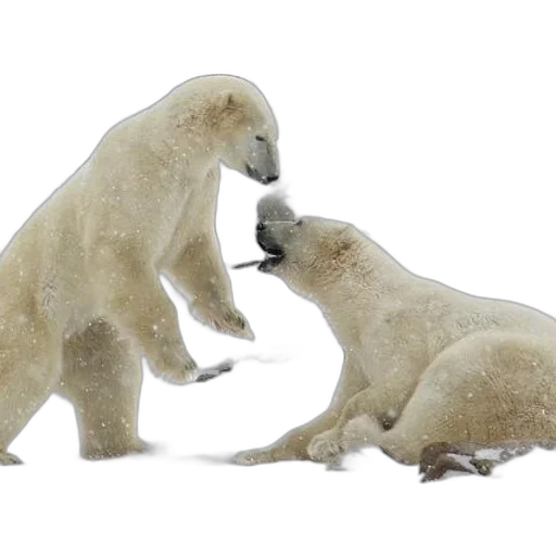 animal, snow, two, polar transparent PNG cut-out