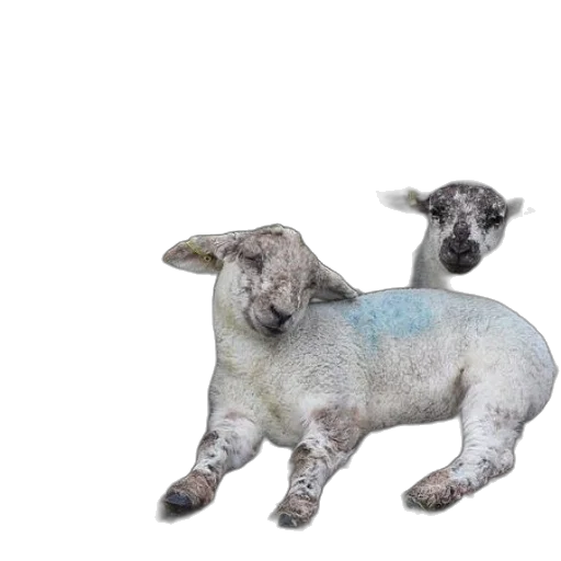 animal, creature, 3d render, photorealistic transparent PNG cut-out