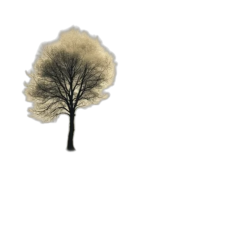 tree, umbrella, hat, crown transparent PNG cut-out