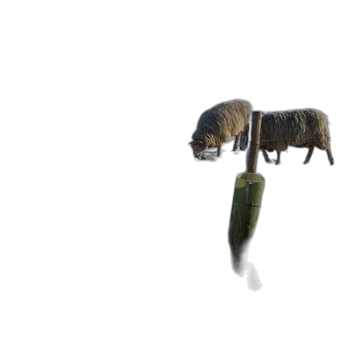 animal, creature, hair, food transparent PNG cut-out