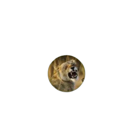 animal, creature, face, staff transparent PNG cut-out