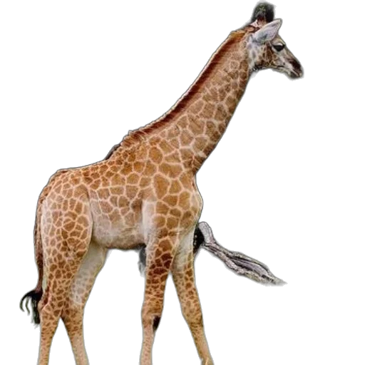 animal, creature, staff, weapon transparent PNG cut-out