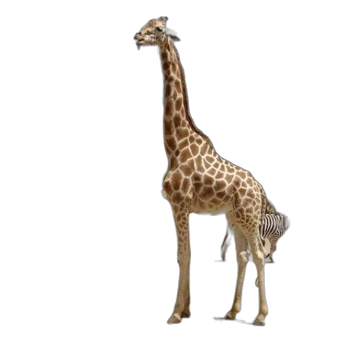 animal, creature, staff, dress transparent PNG cut-out