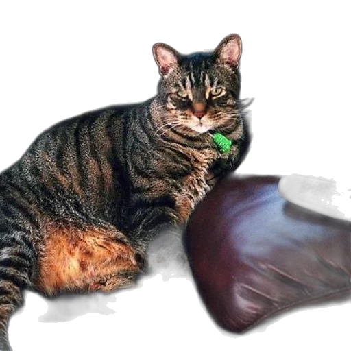 animal, creature, food, staff transparent PNG cut-out