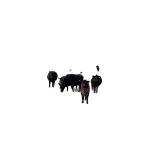 animal, furniture, creature, jewelry transparent PNG cut-out