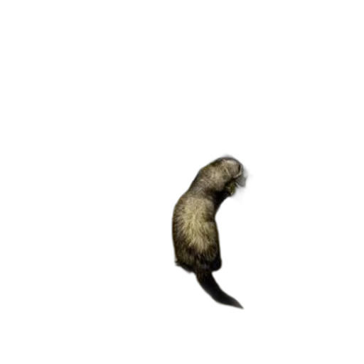 animal, creature, hair, staff transparent PNG cut-out