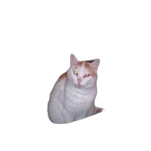 animal, creature, staff, face transparent PNG cut-out
