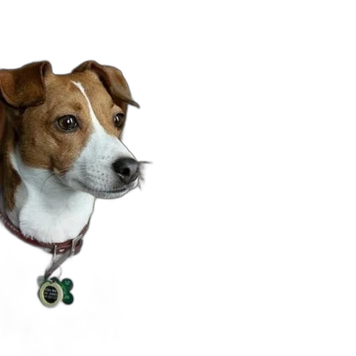 animal, staff, jewelry, photorealistic transparent PNG cut-out