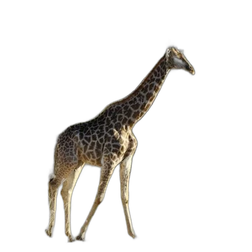 animal, creature, staff, jewelry transparent PNG cut-out