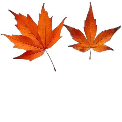 crown, tree, umbrella, jacket transparent PNG cut-out