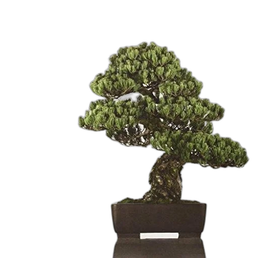 tree, crown, photorealistic, 3d render transparent PNG cut-out